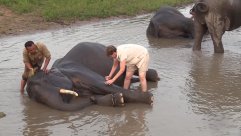 How to Wash an Elephant